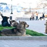 Russian street dogs