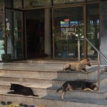 Thai street dogs 2