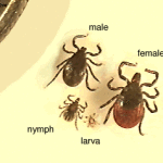 Photo: Iowa State University Entomology Image Gallery