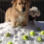 Haywood Elliot and poodle snow