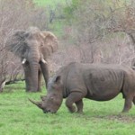 Elephant-and-Rhino