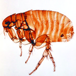 Vectors - Flea Fleas - Xenopsylla Cheopis - Female Xenopsylla cheopis - female. 11/75 World Health Organization 1840-76T (B77-1888), Box 8.6AA
