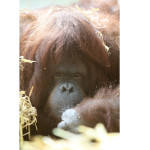 tilda-orangutan2