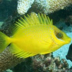 461087-tropical-fish-underwater-sea-life-coral-rabbitfish-golden-rabbitfish-juvinele-siganus-corallinus