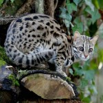leopard_cat