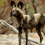 From http://www.fauna-flora.org/species/african-wild-dog/