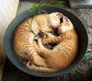 kittens sleeping in planter