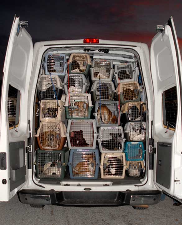 A More Mindful K-9 Socialization Strategy for Rescue/Transport Dogs