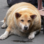 fat-dog